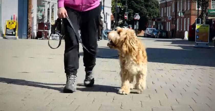 Cockapoo Growth and Lifespan