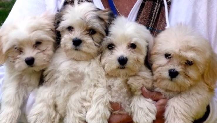 Cockapoo Puppy