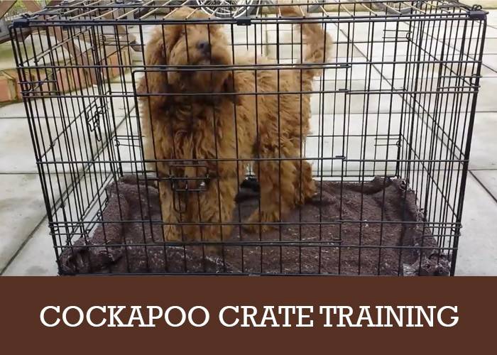 Cockapoo Crate Training Tips For Adults and Puppies CockapooHQ