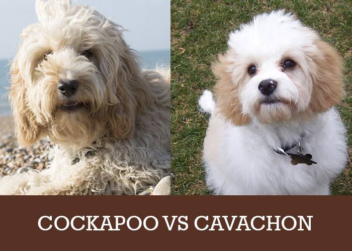 cockapoo or cavachon