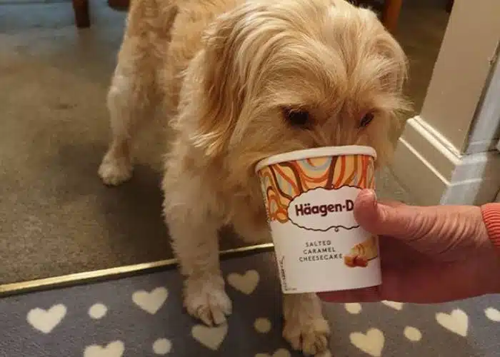 Do You Feed Your Cockapoo Too Many Treats