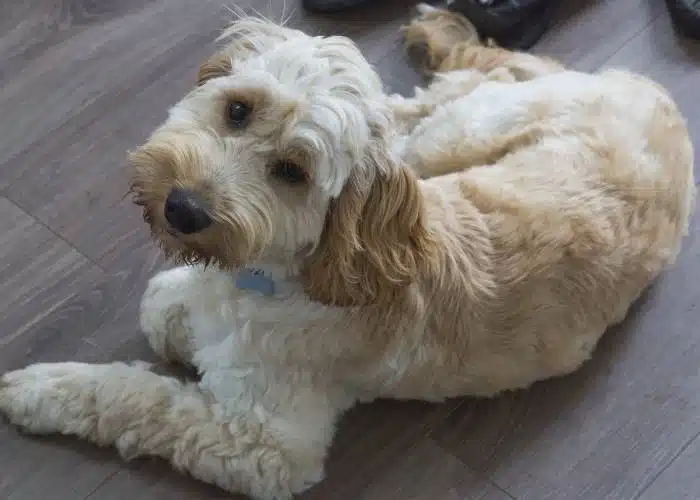 Is A Cockapoo A Mutt