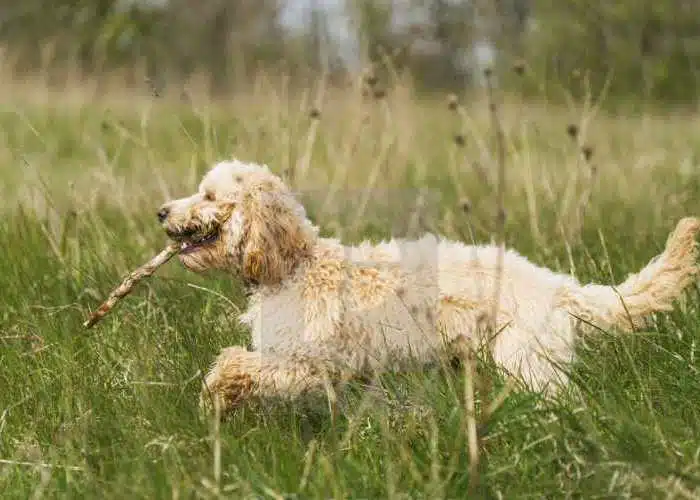 Why Does My Cockapoo Greet Me With A Toy In His Mouth