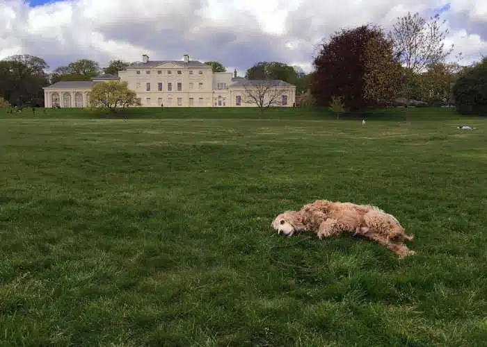 Why Is My Cockapoo Rolling In Fox Poo