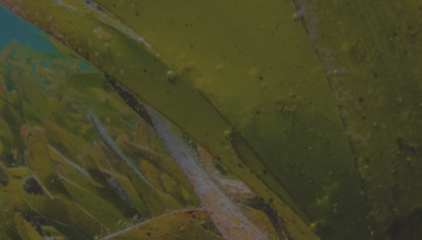 GAA header